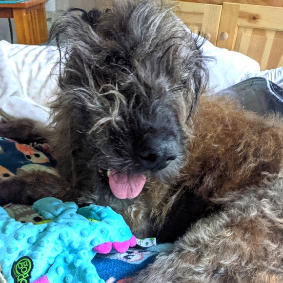 THANK YOU FROM ME AND BROWNIE - Picture 1 of 6